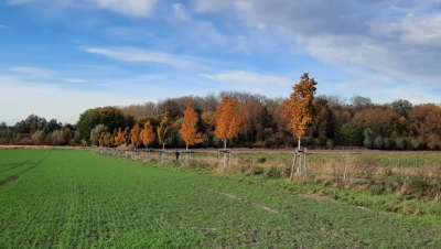 S:\Amt_67\67.2\Zentralordner67.2\67.21 SG6_Baumpflanzungen\Fotos Klimabaumpflanzung\20211025_160337.jpg