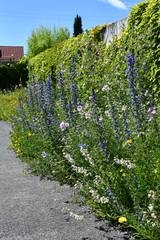 Schmetterlings-/Wildbienensaum (Blumen 90% / Gräser 10%)