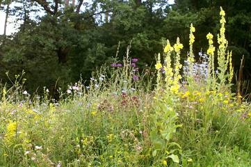 Schmetterlings-/Wildbienensaum (Blumen 90% / Gräser 10%)